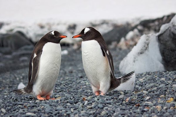 Quels sont les meilleurs endroits pour observer les manchots empereurs en Antarctique?